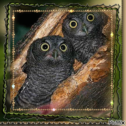 Black owls - Gratis animerad GIF