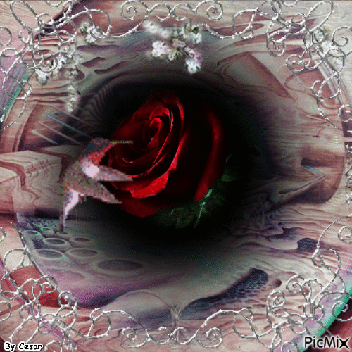 o beija flor e a rosa - GIF animado grátis