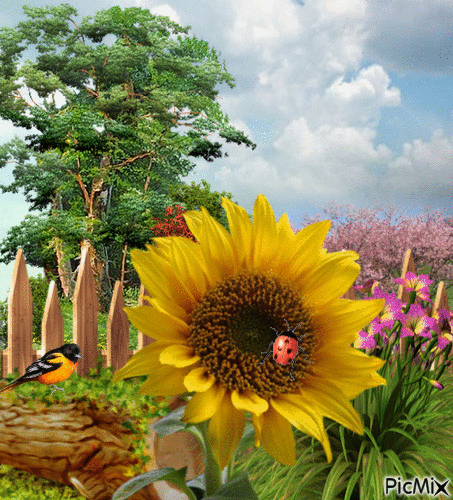 ladybug - Ingyenes animált GIF