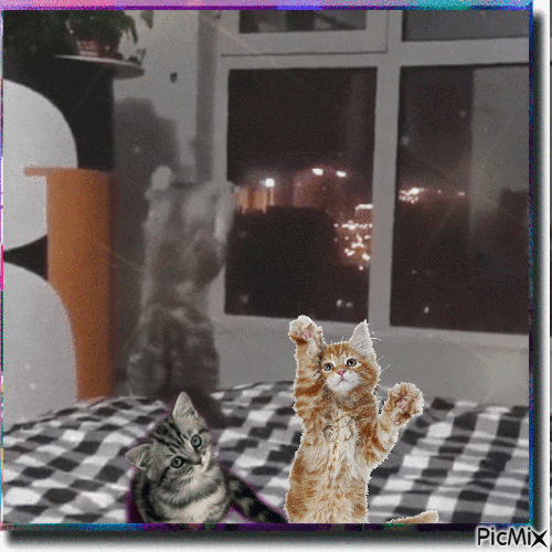 El gato y el espejo - Бесплатни анимирани ГИФ