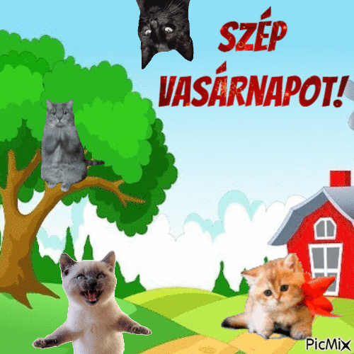 vasárnapi macskák - Bezmaksas animēts GIF