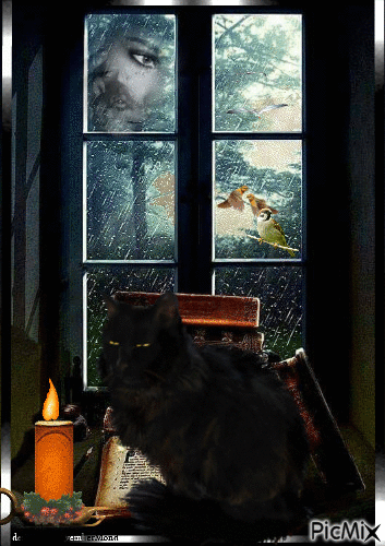 Cat by the Window - Besplatni animirani GIF