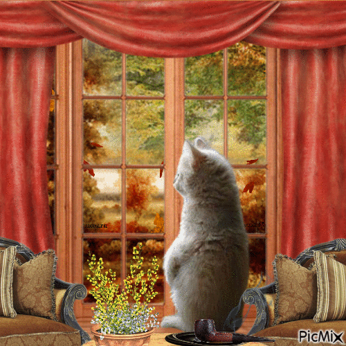 L'automne devant la fenêtre. - GIF animate gratis