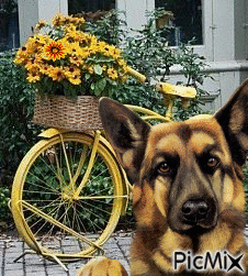 Mi perro , mi bici... - GIF animado grátis