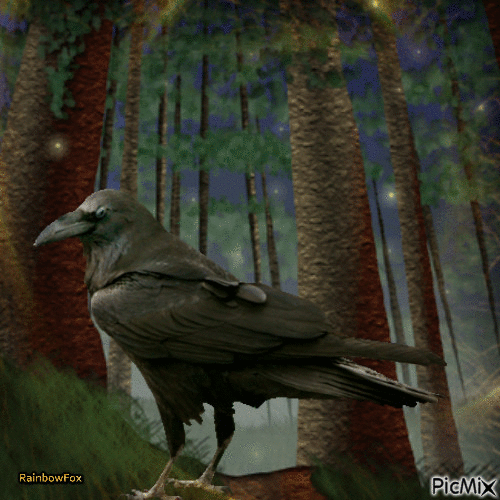 Night crow - Безплатен анимиран GIF