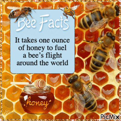 The Honey Bee - Бесплатный анимированный гифка