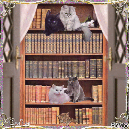 Cats sleeping in a library - Gratis animeret GIF