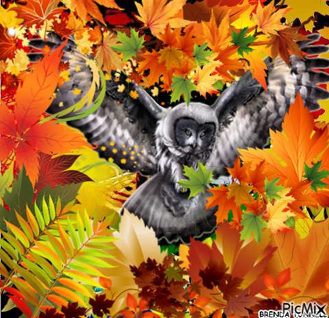 OWL - Free PNG