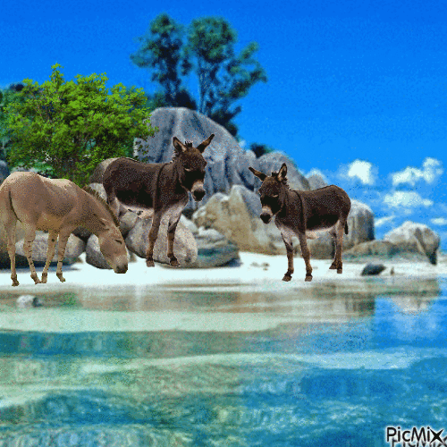 donkey - Zdarma animovaný GIF