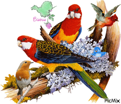 Des oiseaux - Nemokamas animacinis gif