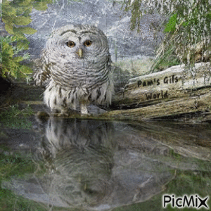 Owl at Water - Безплатен анимиран GIF