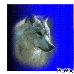 wolf 11 - Nemokamas animacinis gif