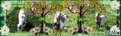 mes chèvres - GIF animado grátis