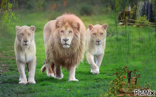 Lion trio - png gratis