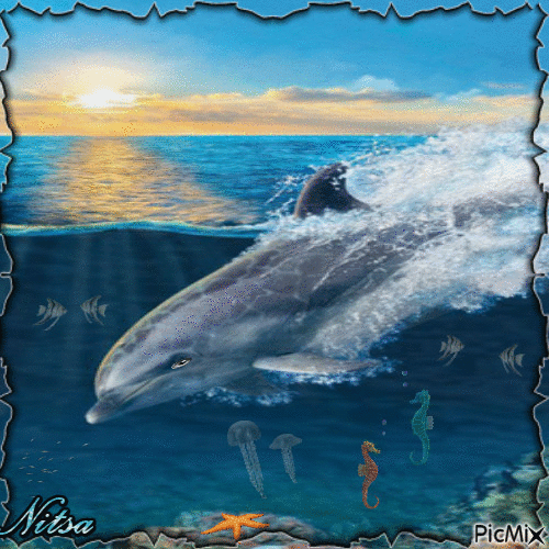 dolphin - Безплатен анимиран GIF