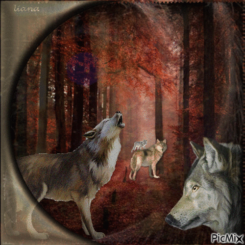 ~~ Wolves in the forest ~~ - Free animated GIF