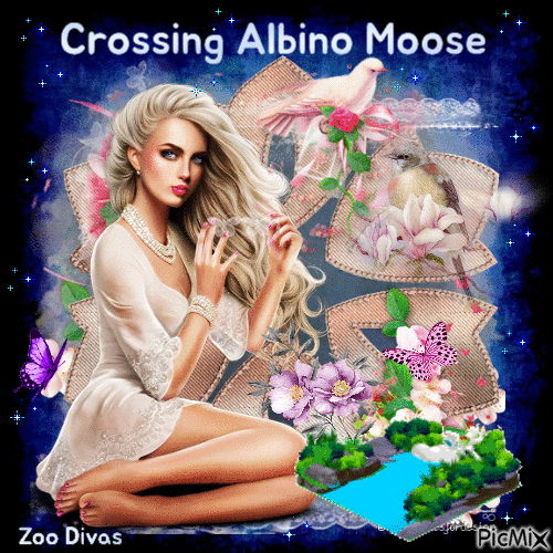 Crossing Albino moose - Free animated GIF