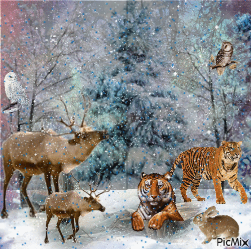 WILD ANIMALS, OWLSWINTERTIME LOTS OF SNOW AND STILL COMING DOWN. - 無料のアニメーション GIF