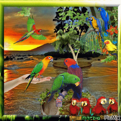 pappagalli - Animovaný GIF zadarmo