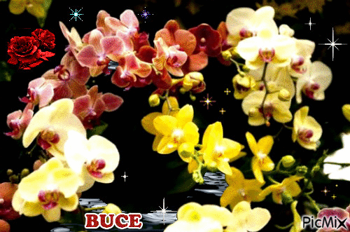 BUCE - Darmowy animowany GIF