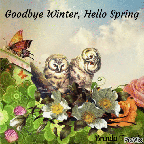 spring owl - GIF animé gratuit