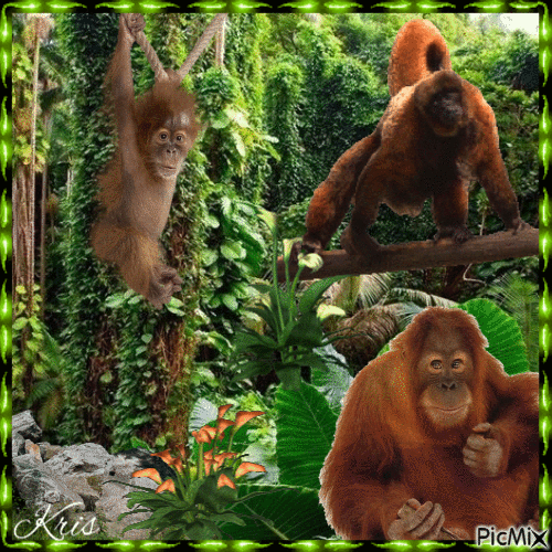 Famille d'orangs-outans - GIF animé gratuit