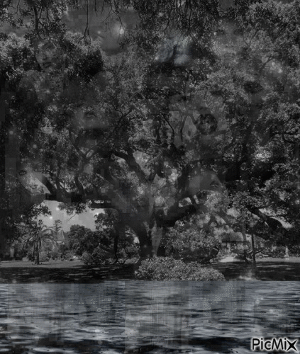 How many faces can you see in the water and the tree? - GIF animado grátis