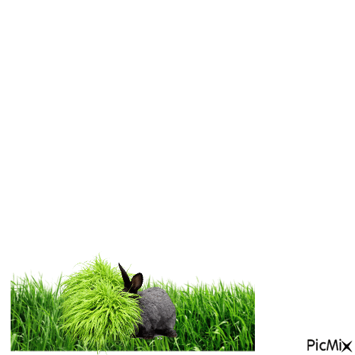 rabbit - Kostenlose animierte GIFs