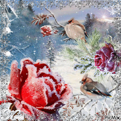 Rose sur neige - GIF animé gratuit