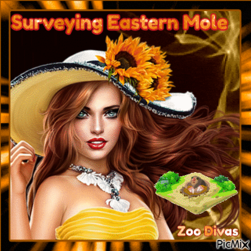 Surveying Eastern mole - Бесплатный анимированный гифка