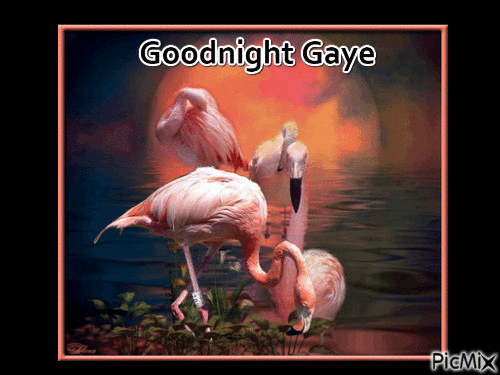 Flamingos At Night - Ilmainen animoitu GIF