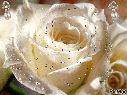 Biała róża - GIF animado gratis