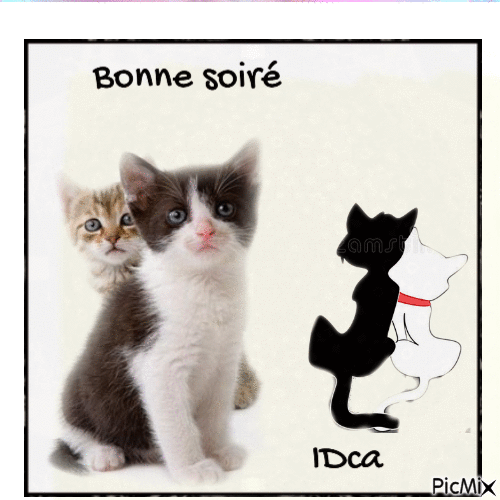Bonne soirée les chatons - Animovaný GIF zadarmo
