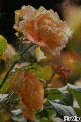 flower for you - Besplatni animirani GIF