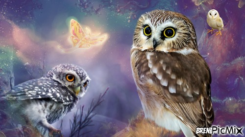 owl - darmowe png