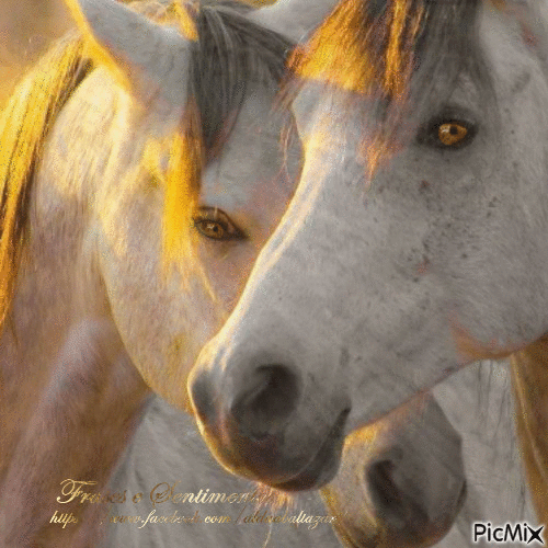 Cavalos - Gratis geanimeerde GIF