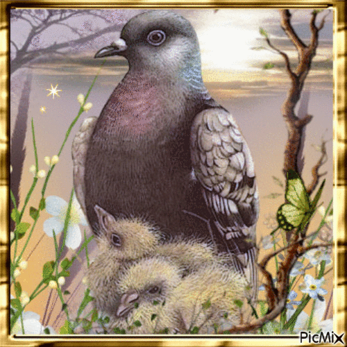 Pigeon - Gratis animeret GIF