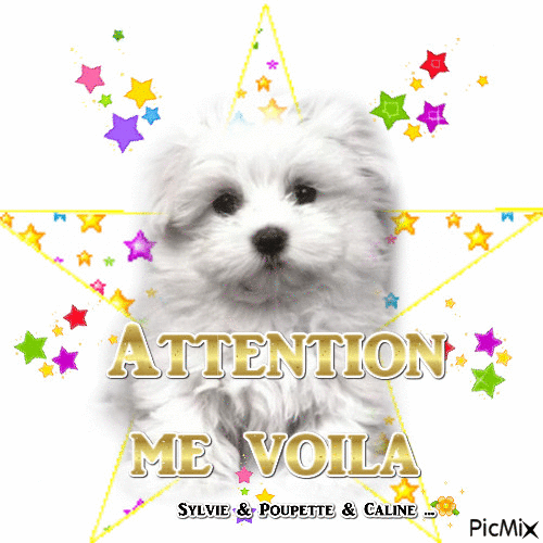 attention me voila - Δωρεάν κινούμενο GIF