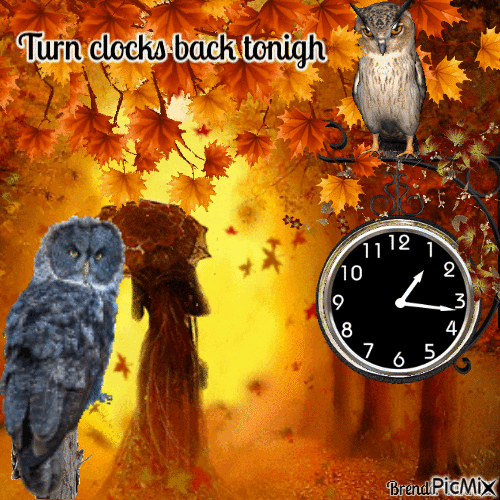fall back owl - Nemokamas animacinis gif