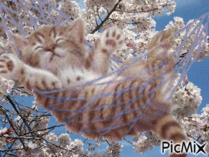 Gatto sull'amaca - Darmowy animowany GIF