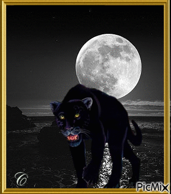 Panther - Бесплатный анимированный гифка