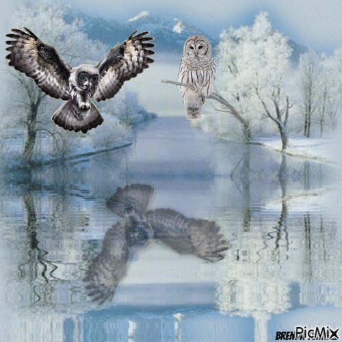 winter owl - GIF animé gratuit