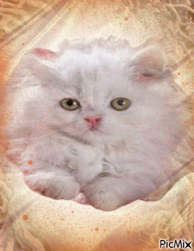 Kitty - Bezmaksas animēts GIF