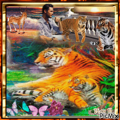 Tigers in Captivity - Darmowy animowany GIF