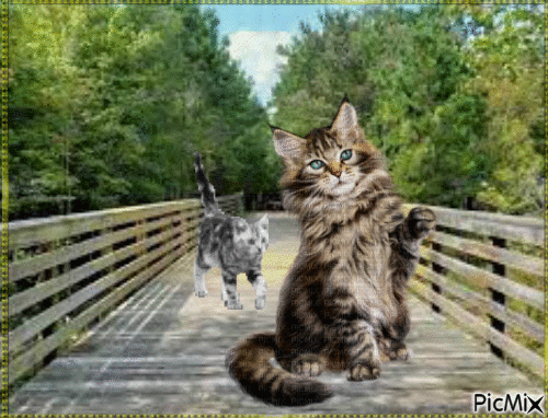 Amazing Cats - Besplatni animirani GIF