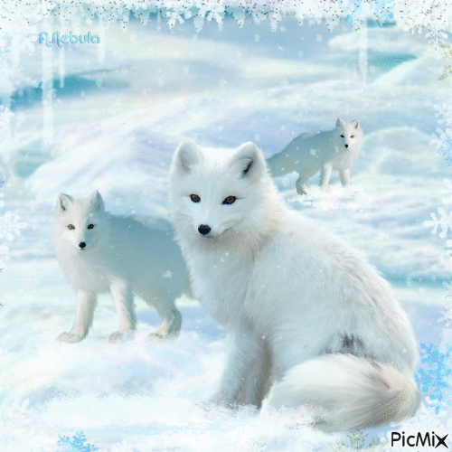 Arctic Fox / Snow Fox - GIF animé gratuit