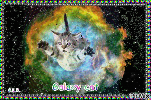 GALAXIE CAT - Free animated GIF