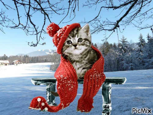 le chat à la neige - png gratuito