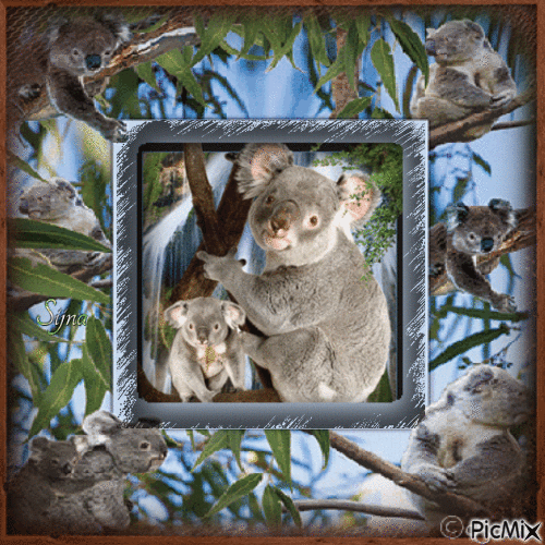 Koala - Бесплатный анимированный гифка