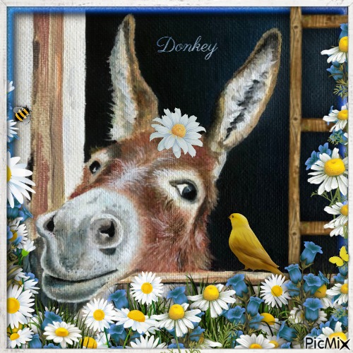 Donkey-RM-03-20-23 - 無料png